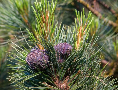 CIRMOLO: L’ALBERO DEL SONNO E DEL RELAX