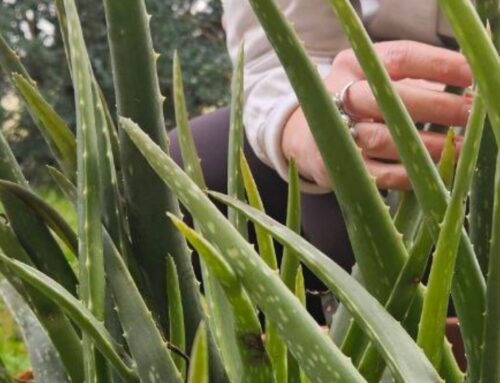 ALOE VERA E ARBORESCENS